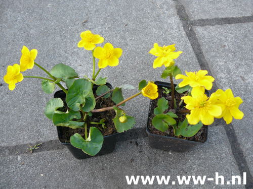 Caltha palustris - Klik op de afbeelding om het venster te sluiten